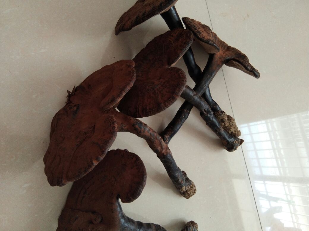 黑灵芝与赤灵芝对比图