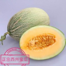 西州蜜瓜5斤以上椭圆形