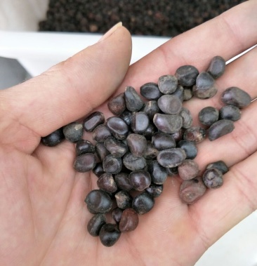 芍药种子发芽率80以上批发价货源充足品质保障