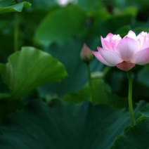 莲蓬5~8cm