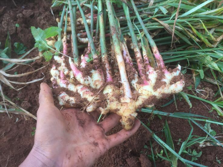 一盘新鲜采摘的嫩黄色子姜,表面带有泥土痕迹,根须完整,背景为木质砧板,光线柔和,突出其自然质感与生鲜特征 子姜特写