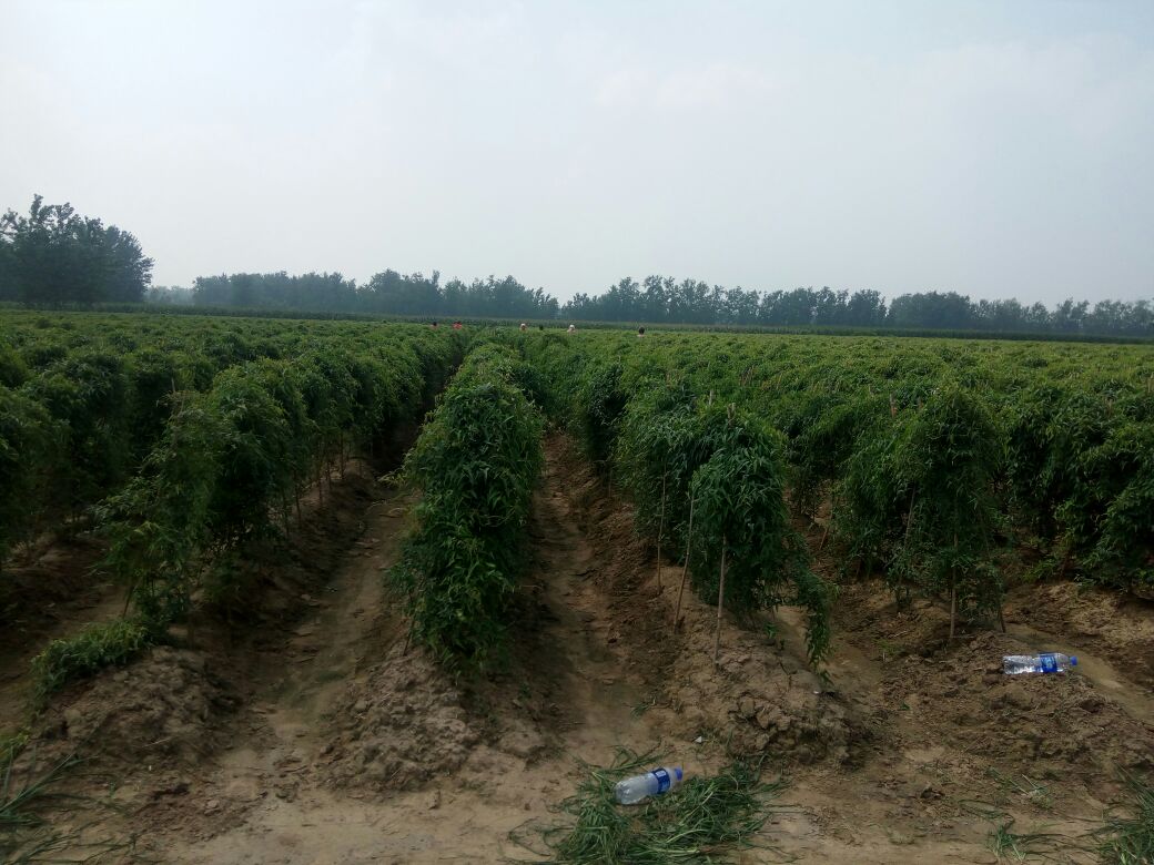 单县九斤黄山药种植基地,位于黄河故道冲积平原,土壤肥沃,气候适宜 单县九斤黄山药种植基地