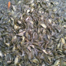 池鲤鱼2两食用