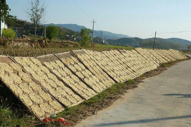 野菊花根加工场景