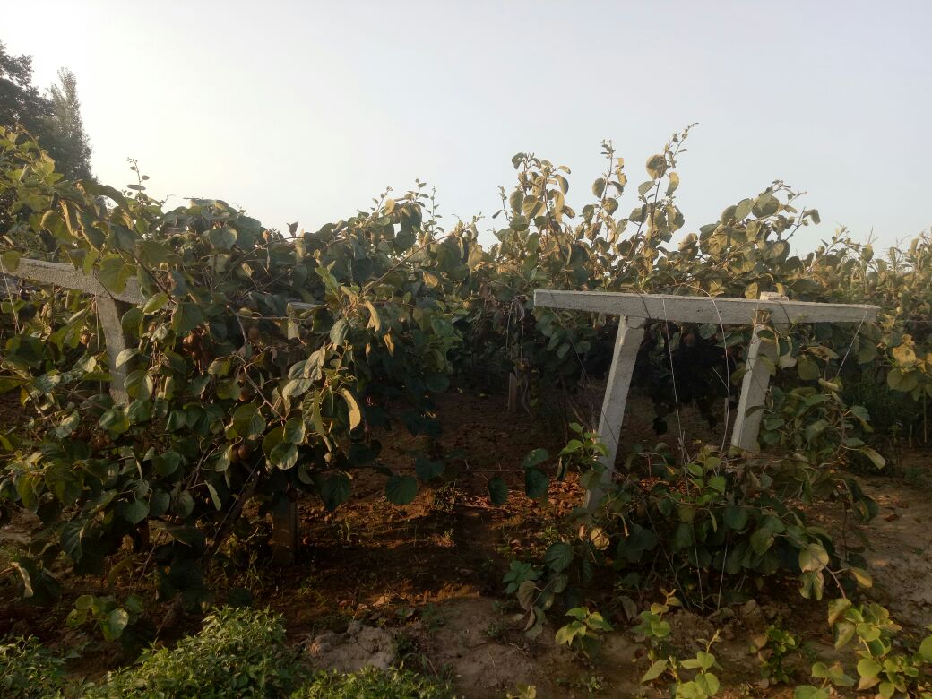 海沃德猕猴桃种植基地航拍图