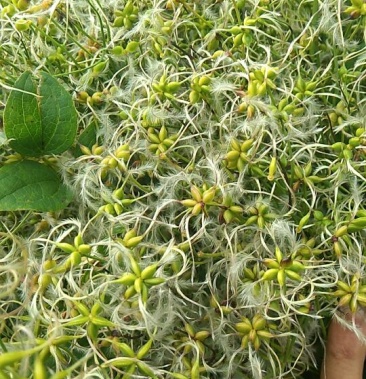 [威灵仙批发]威灵仙 威灵仙种子价格50.00元/斤 - 一亩田