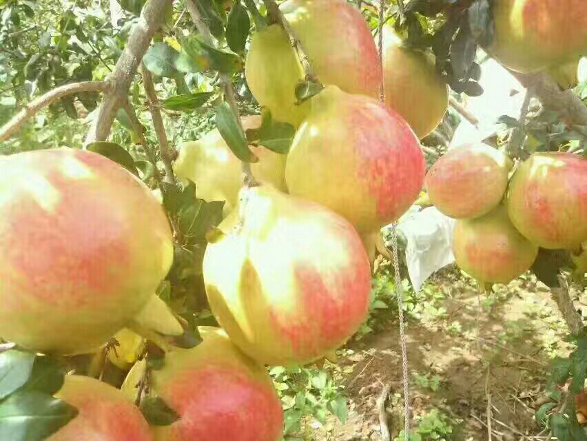 成熟度对比教学图:直观呈现空腹食用番石榴的关键判别指标——色泽、软硬度、香气,指导消费者选购安全适配的农产品 对比图:左侧为未处理青涩番石榴(果皮青绿、硬度高、无香气),右侧为成熟红心番石榴(果皮微黄泛红、触感微软、散发蜜香),两者并置于竹编托盘上,背景虚化