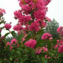 红花紫薇2~4cm1.5~2米1~2米