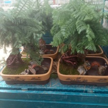 澳洲杉