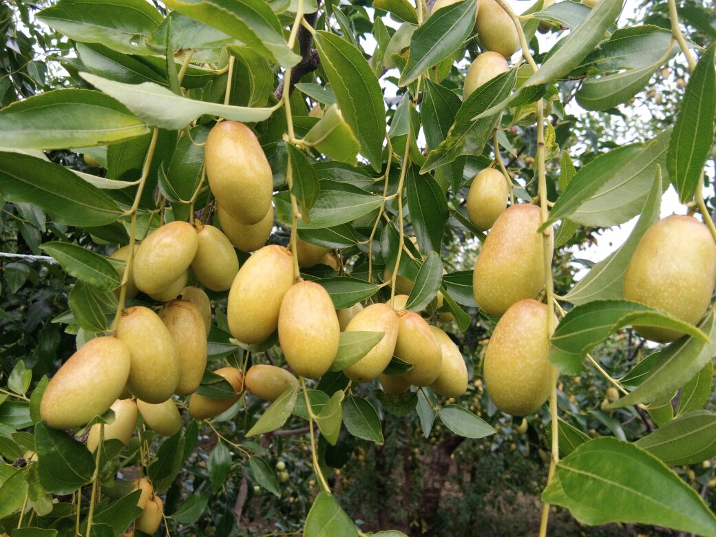 拨枣夏季修剪现场操作示意图