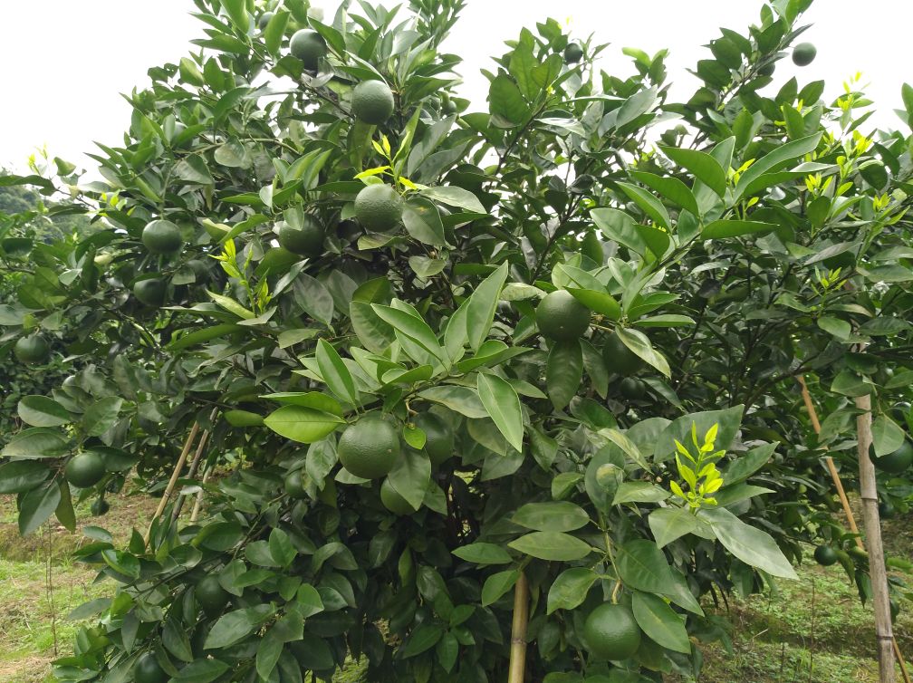 葡萄柚绿与其他水果的营养对比图