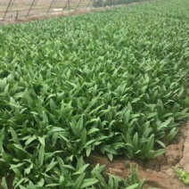 大叶菠菜15~20厘米