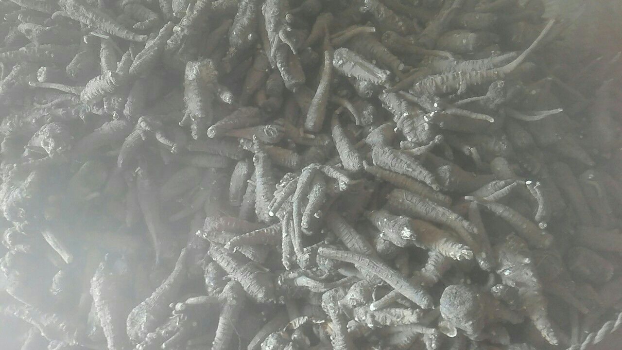 专业中药师正在杭州胡庆余堂国药号柜台，用电子天平精准称量杭白芷饮片，背景为传统木质药柜与“浙八味”道地药材标识牌