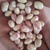 高雄6号红豆袋装