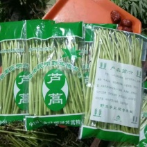 芦篙