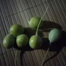 银杏果