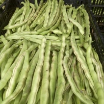 蔓生刀豆20~25cm
