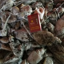 墨鱼仔