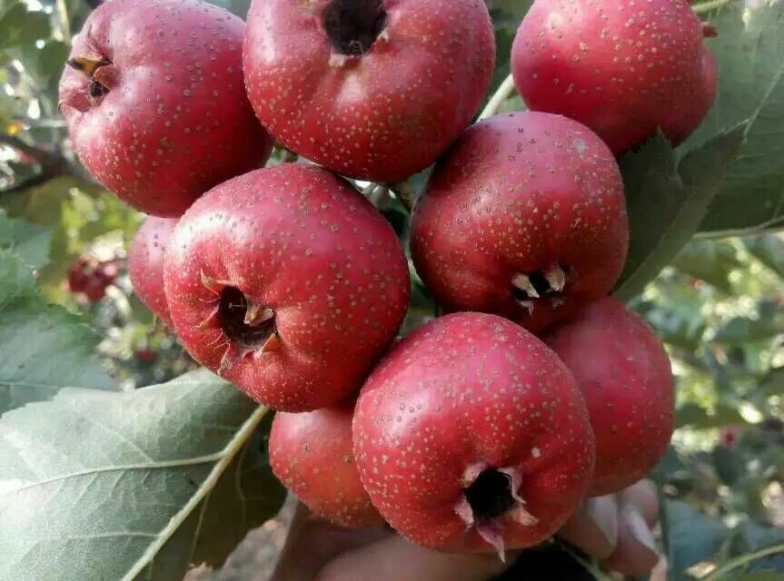 山楂品种对比图