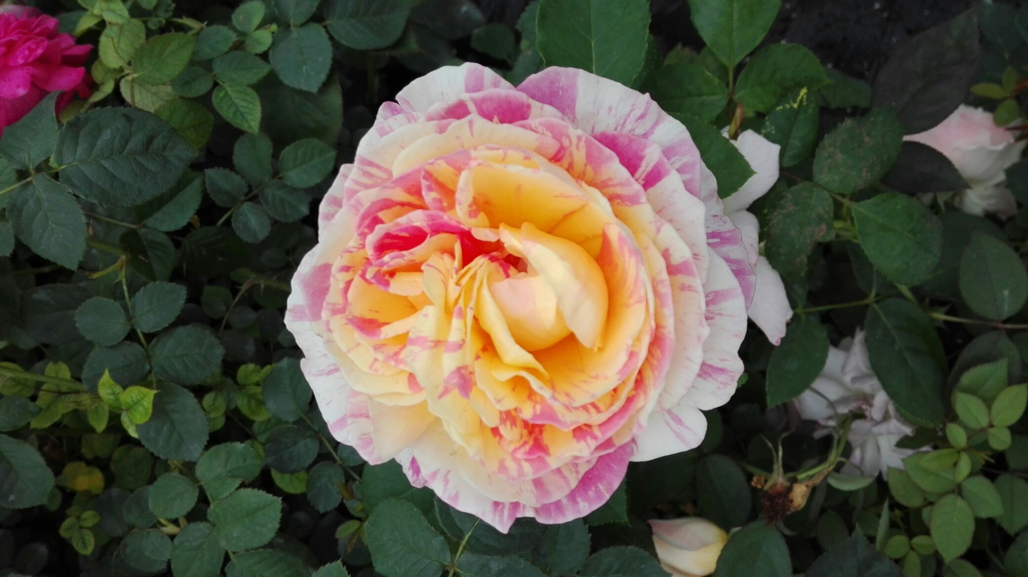 一株正在盛开的欧洲月季特写,花朵为重瓣粉红色,中心呈螺旋状卷曲,外层花瓣微微反卷,露出金黄色雄蕊;叶片深绿色带光泽,茎秆带有稀疏皮刺;背景虚化呈现花园绿植环境,光线柔和,突出花朵的质感与层次 单株欧洲月季特写展示花朵细节