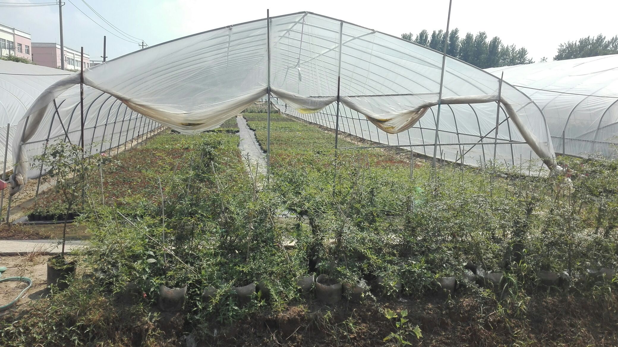 欧洲月季种植基地中的温室大棚 欧洲月季种植基地中的温室大棚