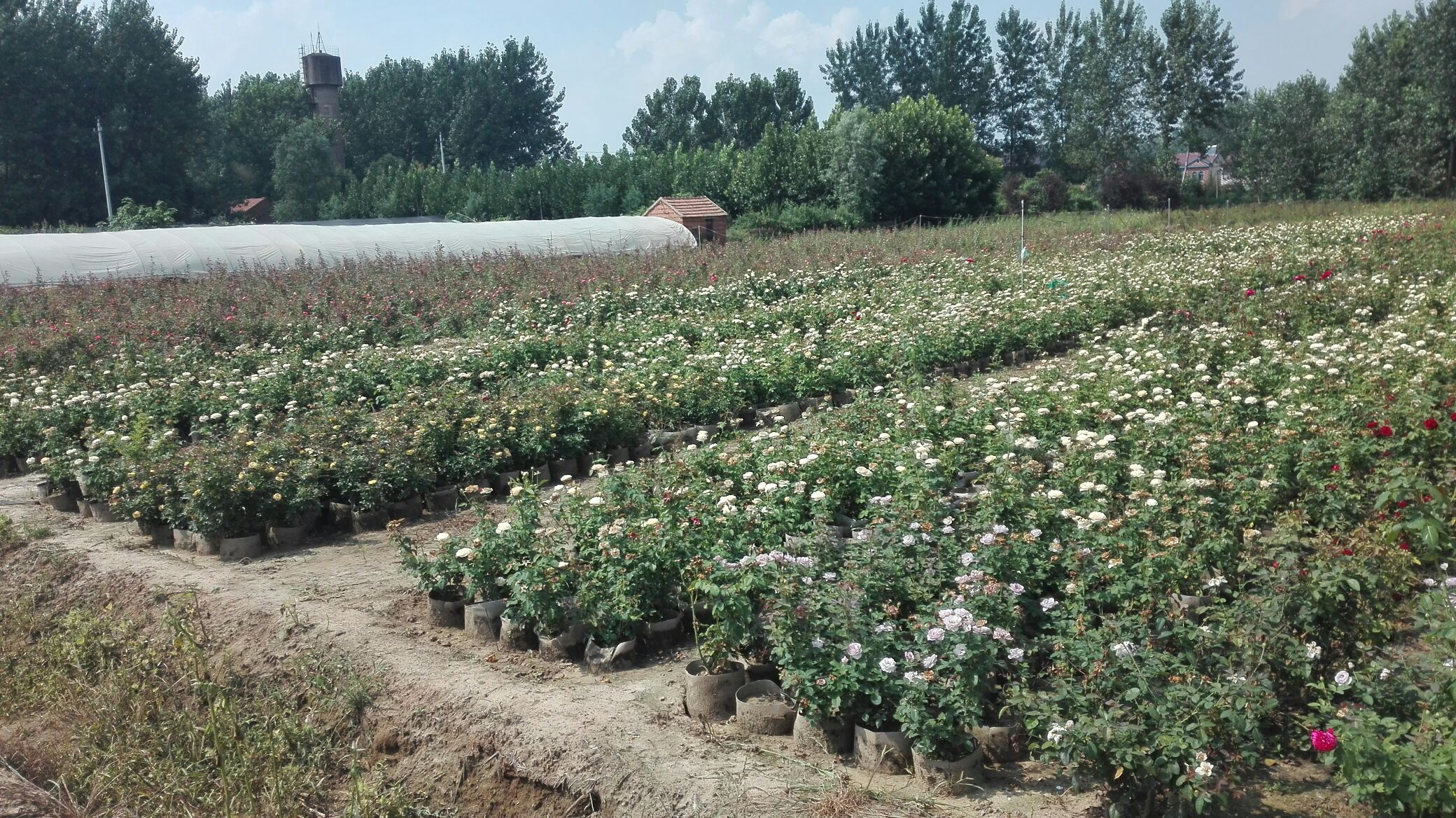 欧洲月季种植园