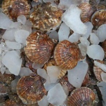 虾夷扇贝食用鲜活10~20只/kg