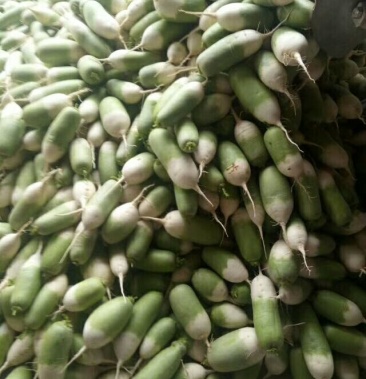 露头青萝卜021斤起