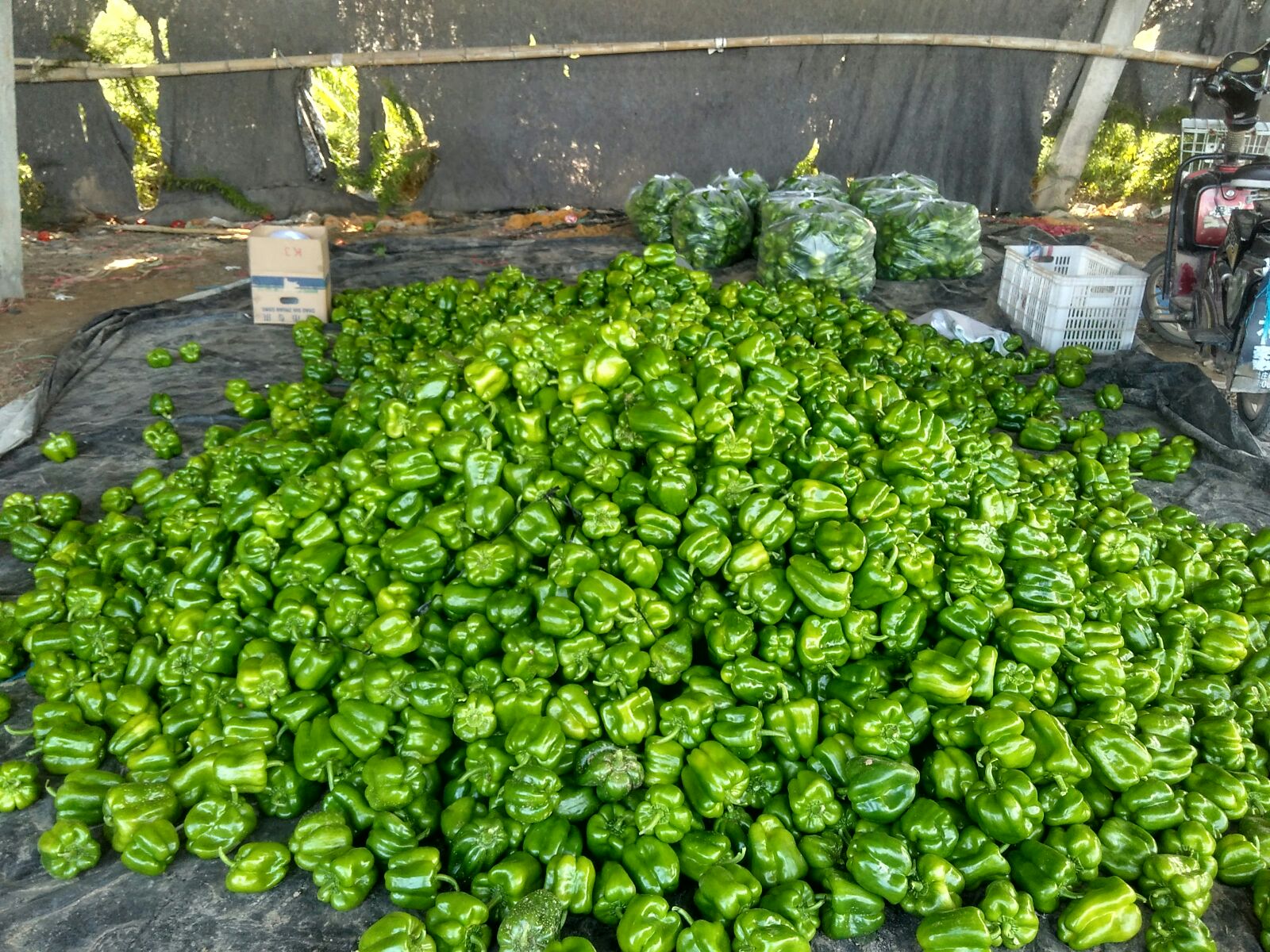 甜圆椒深加工产品展示