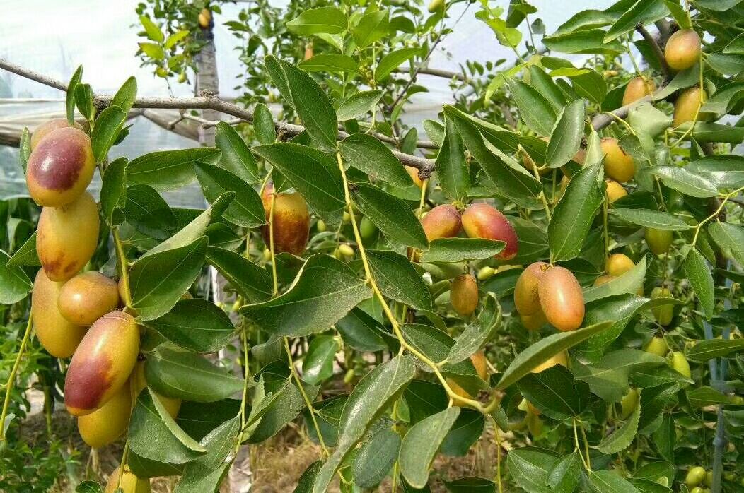 拨枣植株整体形态展示图