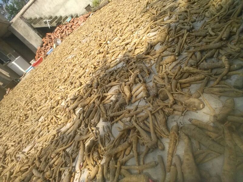 苍溪县东青镇白芷采收季农民正在晾晒刚洗净的苍溪早熟型白芷鲜根，竹匾铺满院坝，阳光下根表泛银白色蜡质层，背景为秦巴山余脉薄雾