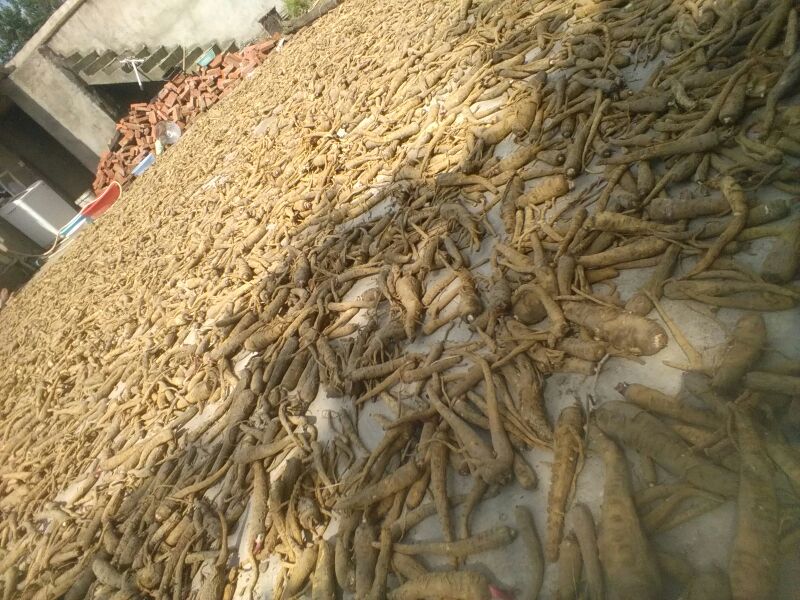 白芷清洗与晾干过程