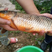 河鲤鱼食用2~3公斤