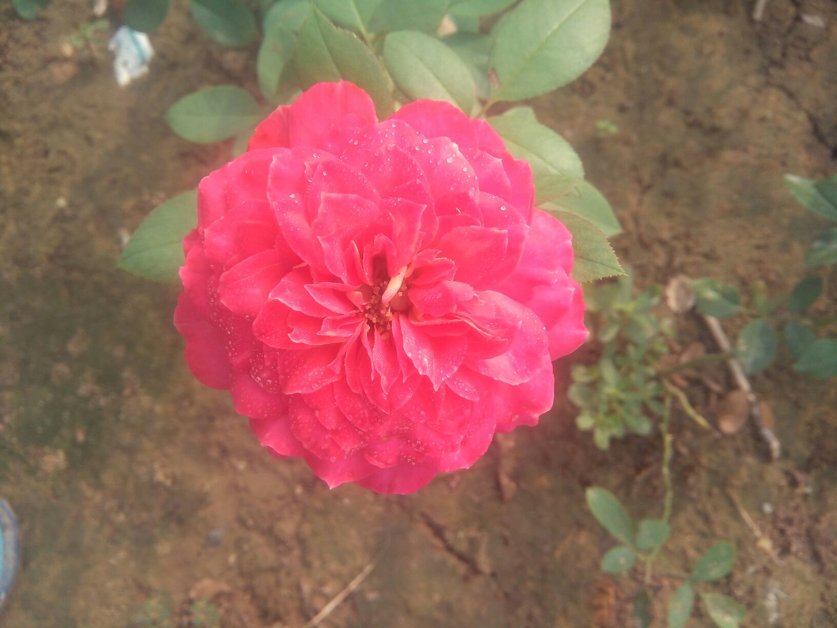 欧洲月季花朵特写图