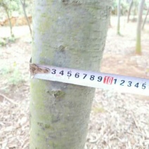 金丝楠木10~20cm