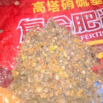 野菊花统货