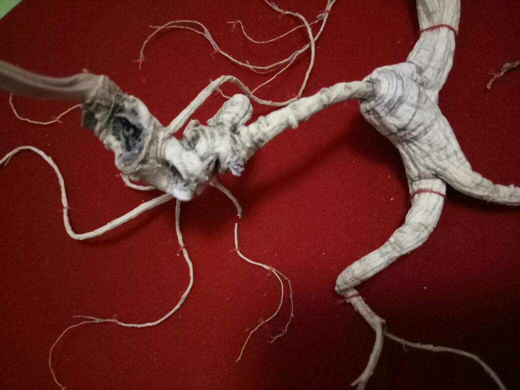 显微镜下的野山参横切片图像,显示清晰的维管束排列、树脂道分布及淀粉粒形态;背景为实验室环境,配有标尺比例,突出细胞级结构特征,用于科研或专业鉴定场景 野山参切片显微结构