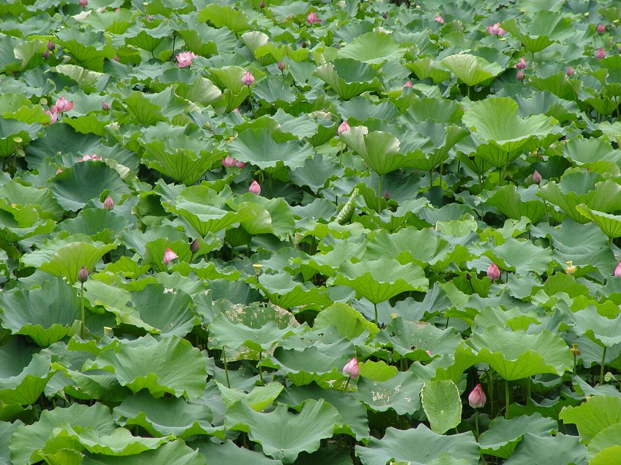 湘莲种植基地航拍图