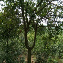 木瓜树261~300cm