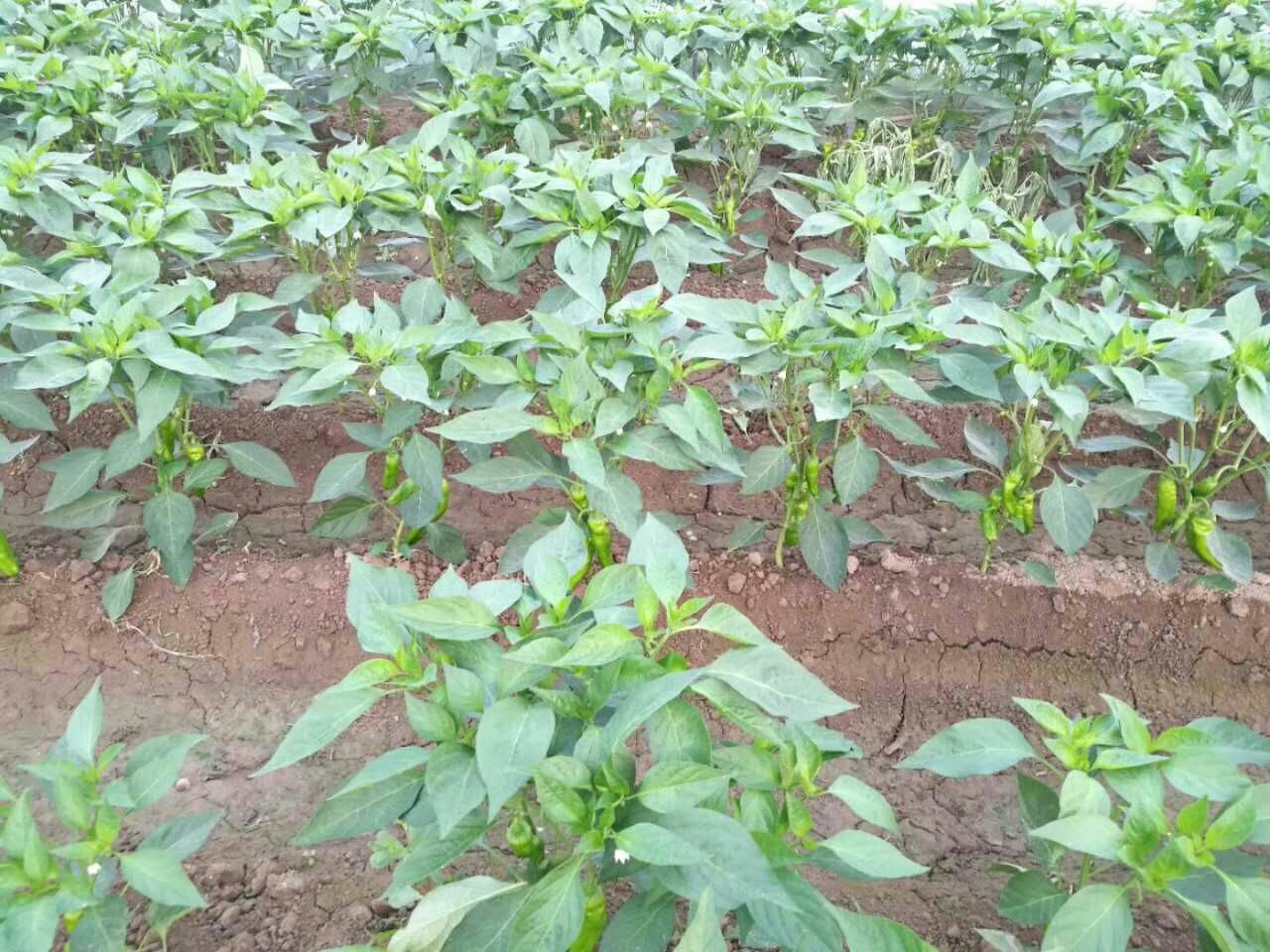 薄皮青尖椒田间种植图