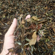 普洱茶二级