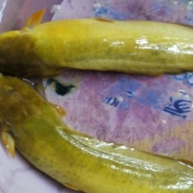 土鲶鱼食用