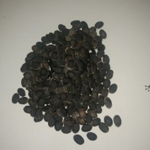丝瓜种子