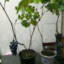 盆栽葡萄50~80cm