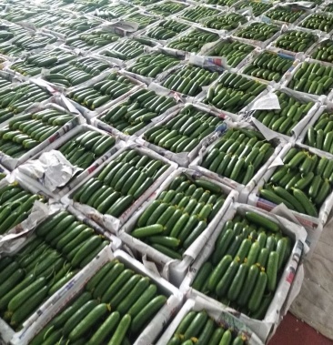 [小黄瓜批发]小乳瓜 —基地直供货源价格2.00元/斤 - 一亩田