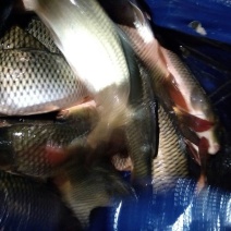 池鲤鱼1~2公斤食用