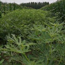 无花果树80~100cm