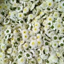 药用菊花黄山贡菊
