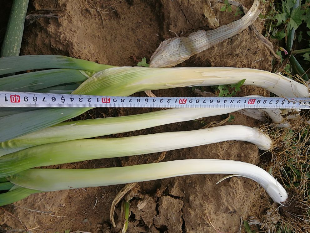 一张信息图表展示章丘大葱与其他常见葱类(如普通大葱、小葱、洋葱)在维生素C、钾、膳食纤维、总硫化物含量上的柱状对比图,背景为淡绿色农业风格设计,配有数据标注 章丘大葱营养成分对比图表