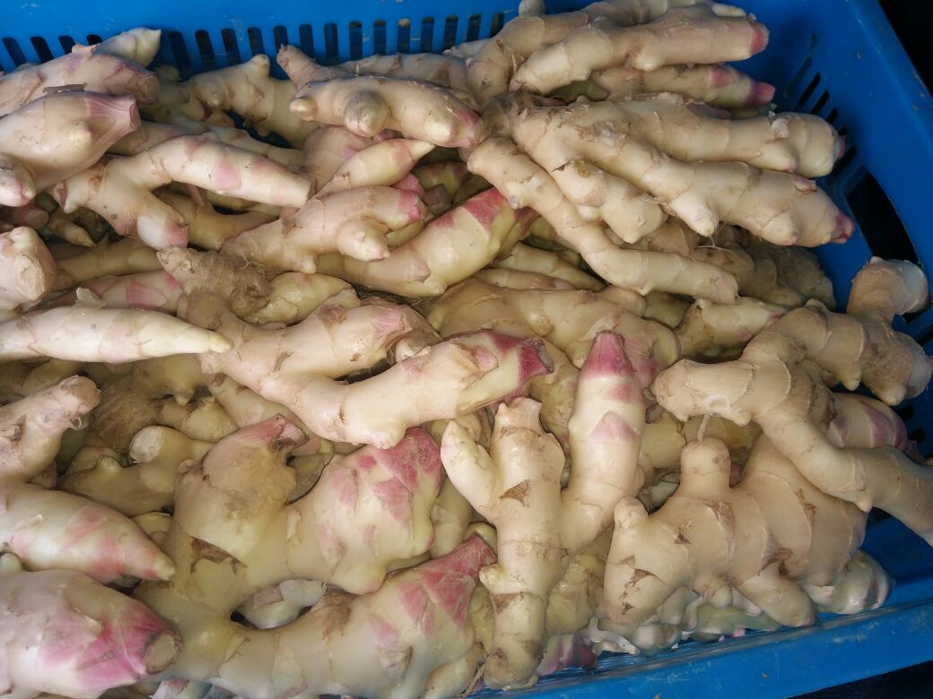 子姜与新鲜豆角特写对比图